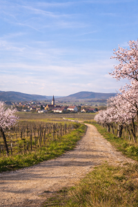 Frühlingswanderung durch Weinberge und Mandelblüten Kurzwanderung auf dem Sigibaldusweg