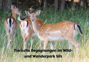 Kurzwanderung in den Wild und Wanderpark Silz
